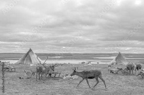 Obraz na plátně Reindeer among the houses of the indigenous population