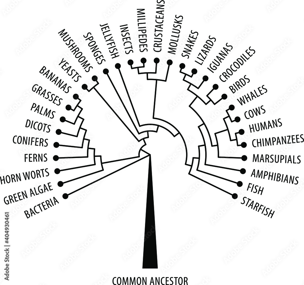 The evolutionary tree of life showing diversification and branching