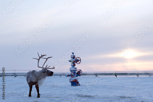 A beautiful deer living beyond the Arctic Circle. Search for food under the snow. Ecology and gas industry