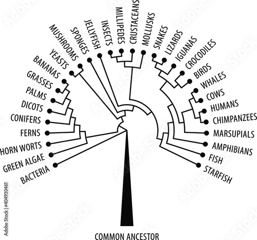 The evolutionary tree of life showing diversification and branching.