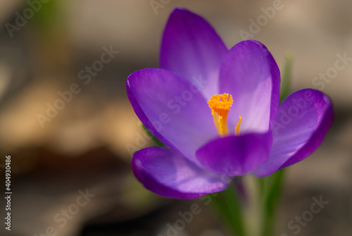 Violet crocus flower head in the natural environment. Soft fucus macro background.