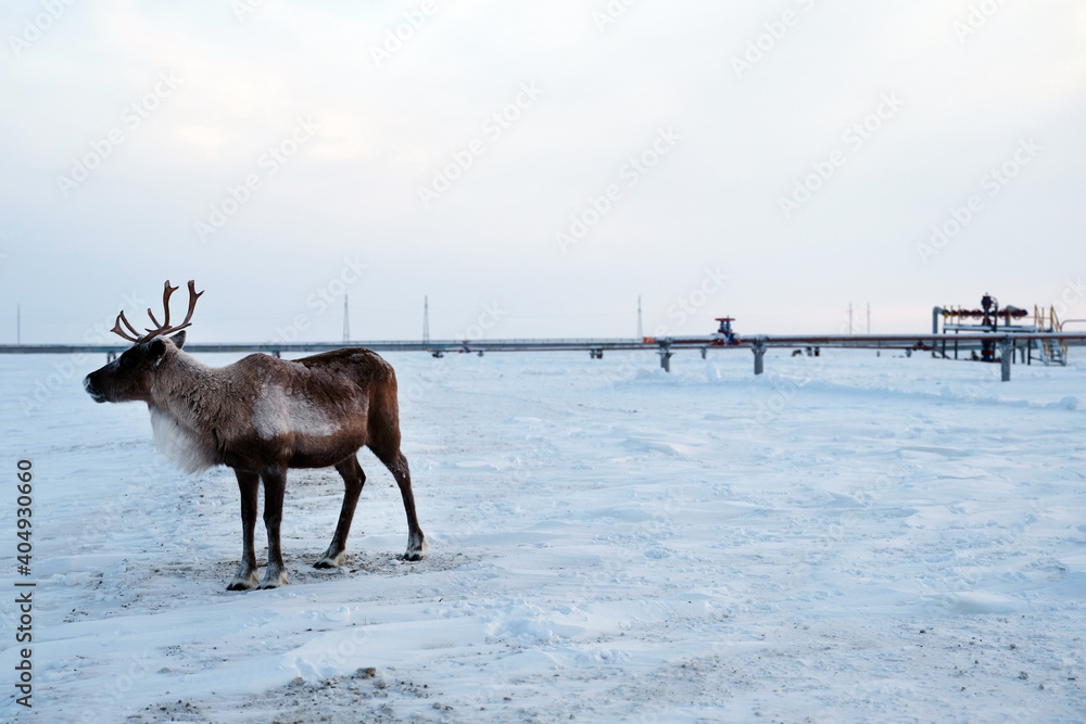 A beautiful deer living beyond the Arctic Circle. Search for food under the snow. Ecology and gas industry A beautiful deer living beyond the Arctic Circle. Search for food under the snow. Ecology and gas industry