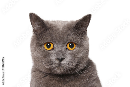 Nice photo of a british shorthair cat
