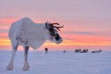 Curious deer with white fur and a broken horn on the background of a beautiful sunset in the tundra