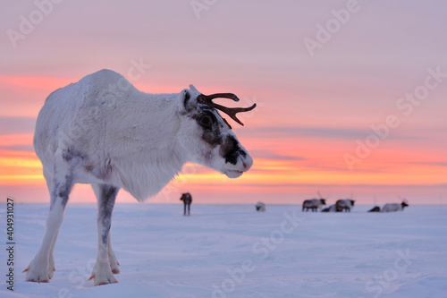 Curious deer with white fur and a broken horn on the background of a beautiful sunset in the tundra © Alexandr