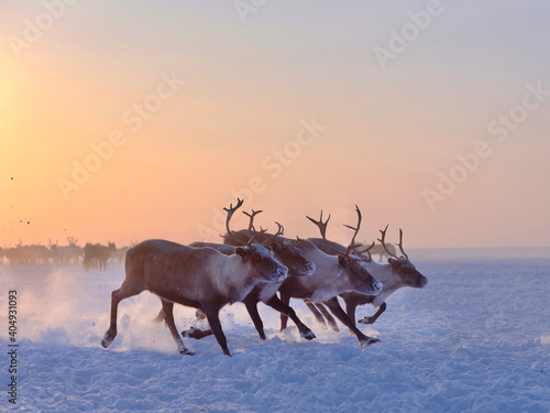 Harsh winter in Yamal. A herd of deer runs along the snow tundra