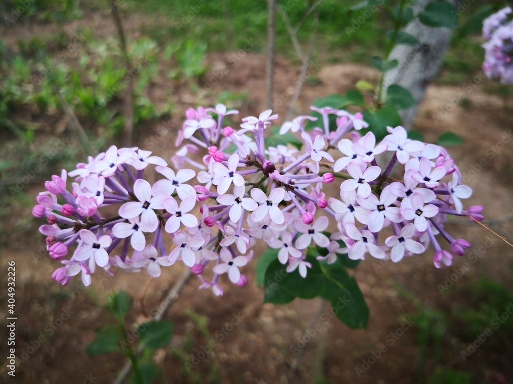 Fototapeta premium purple Lilac flowers blooming on tree branch in garden