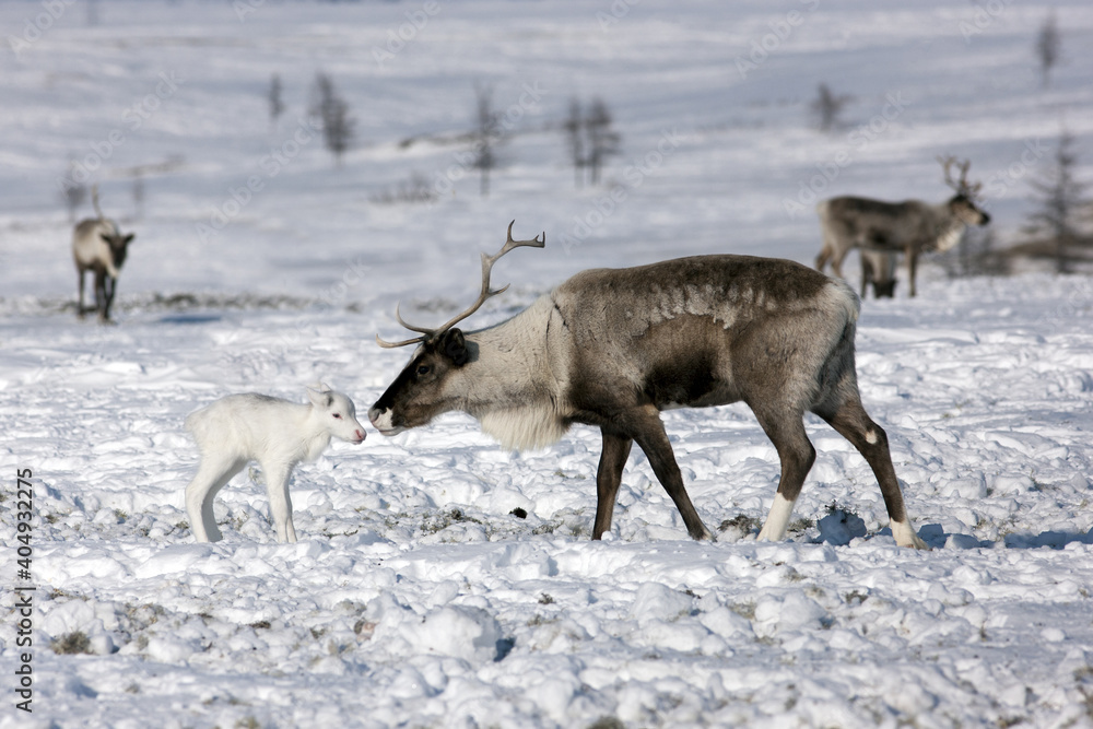 Portrait of a majestic white reindeer and its cub in its natural habitat in the arctic tundra Portrait of a majestic white reindeer and its cub in its natural habitat in the arctic tundra