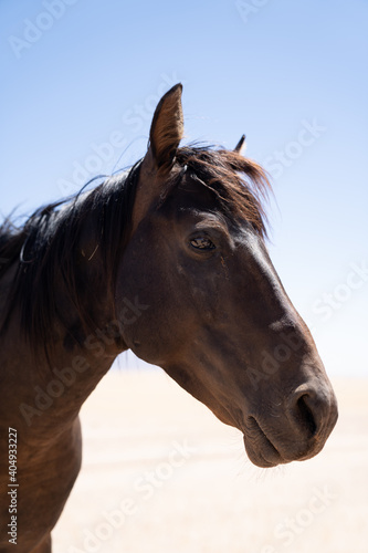 Wildes Pferd in der Wüste nahe Aus, Namibia © Marc