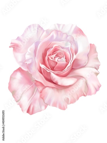 Digital hand drawn and painted close up bloom beautiful rose flower with water color, isolate white background image.