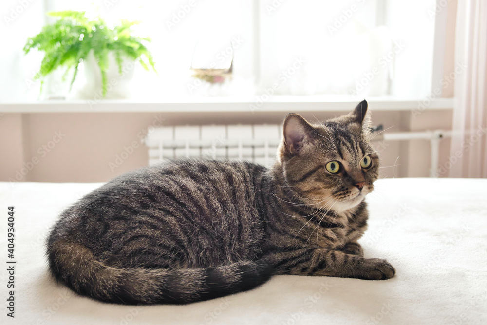 Domestic tabby grey cat lyinng on white bed. Cat relax on the bed at home. Soft pastel colors image.