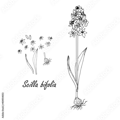  Monochrome snowdrop plant on white nature art design elements stock vector illustration for web  for print  for fabric print