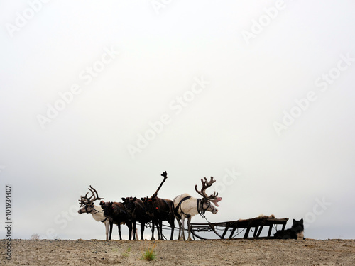 фотографія Ethnography. Transportation of people of the arctic tundra
