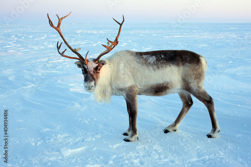 Beautiful and noble deer of Santa Claus. Arctic tundra photo