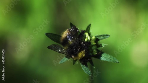 A dead bumblebee on a similar-shaped plant. Special aestheticization of death
 photo