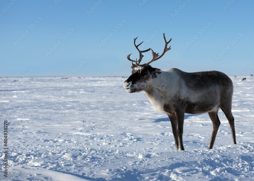 A beautiful reindeer in the middle of the tundra A beautiful reindeer in the middle of the tundra