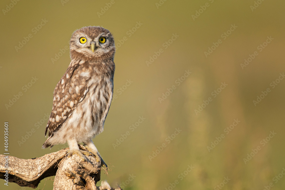 Little owl Athene noctua. Close up, on a beautiful background Little owl Athene noctua. Close up, on a beautiful background