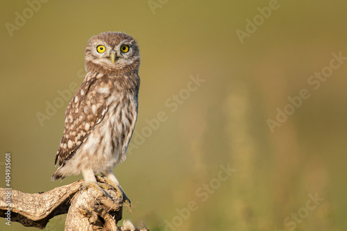 Little owl Athene noctua. Close up, on a beautiful background