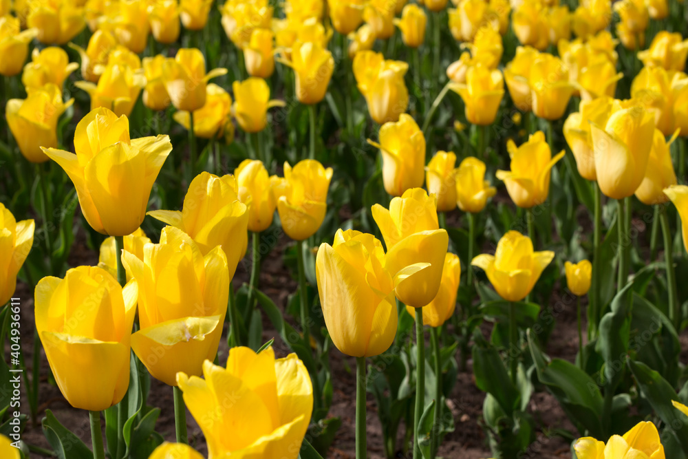 Field of blooming yellow tulips closeup. Spring background Field of blooming yellow tulips closeup. Spring background