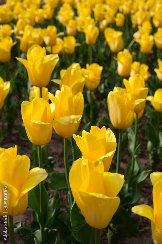 Field of blooming yellow tulips closeup. Spring background Field of blooming yellow tulips closeup. Spring background