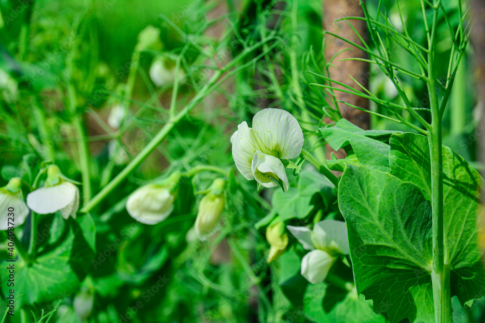 Blooming green peas. White pea flower close-up. Blooming green peas. White pea flower close-up.