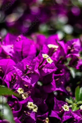 Bougainvillea  flower  in Spain