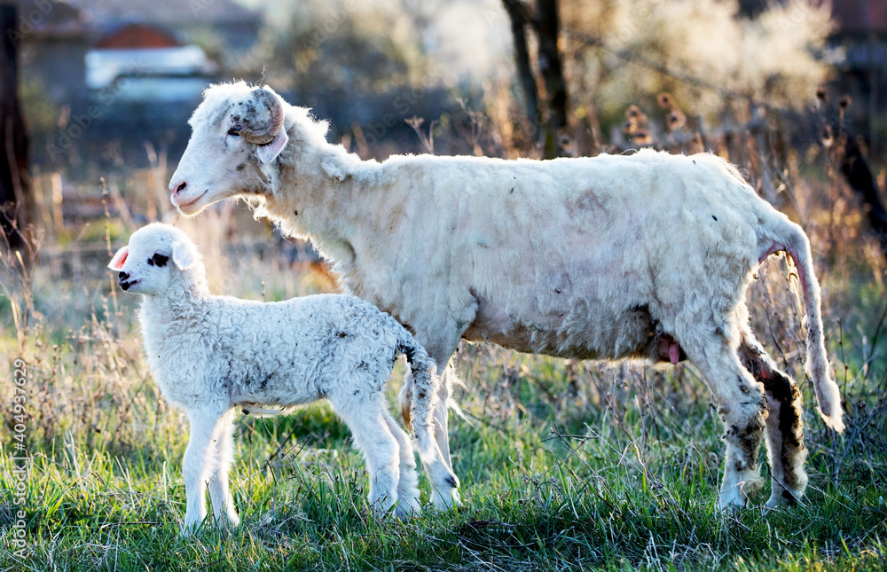 sheep and cute little lamb grazing in green spring meadow sheep and cute little lamb grazing in green spring meadow