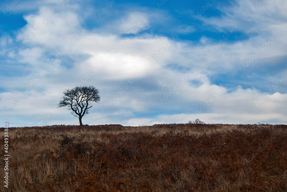Obraz premium Silhouette of lone tree on autumn mountain hill in sunny day