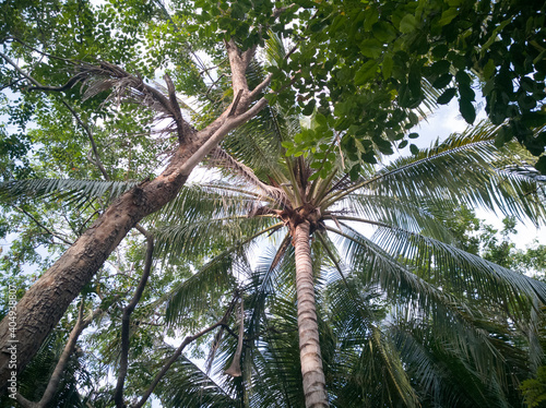 Palm tree in Myanmar see from below