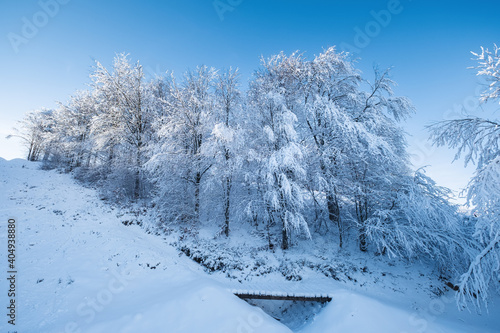 Winter landscape in the daytime. The forest under the snow. Snowy backgrounds...