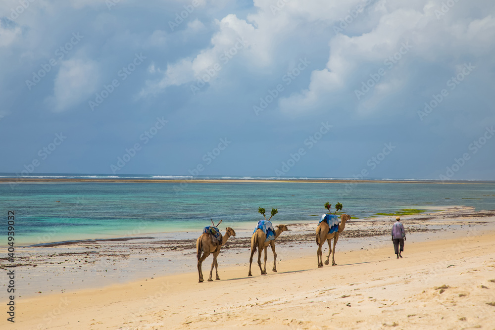 African drover leads his camels along the ocean African drover leads his camels along the ocean