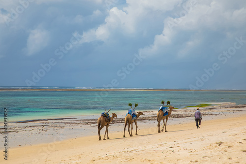 Fotografia African drover leads his camels along the ocean