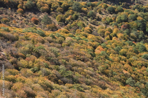 Caspian Hyrcanian mixed forests