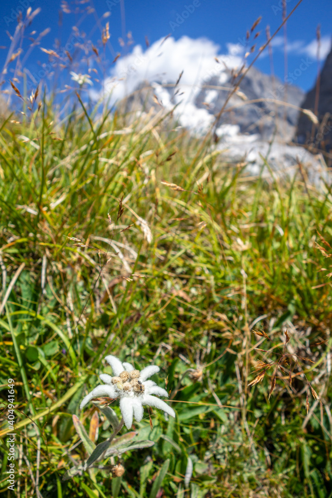 Edelweiss flowers in Vanoise national Park, France Edelweiss flowers in Vanoise national Park, France