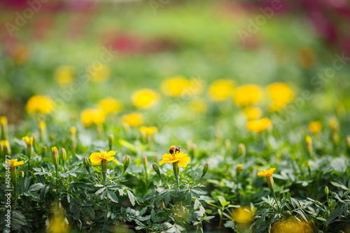 Bumblebee on a yellow flower in a green colorful field. Frame with a beautiful blur of the background, bokeh