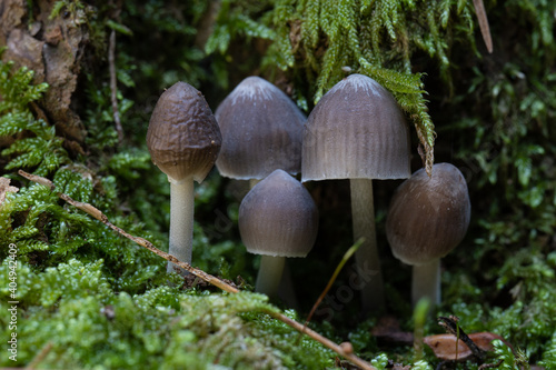 mushrooms in the green forest in winter