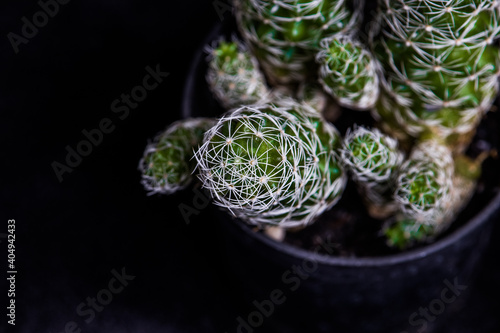 plant in a pot, cactus, vase