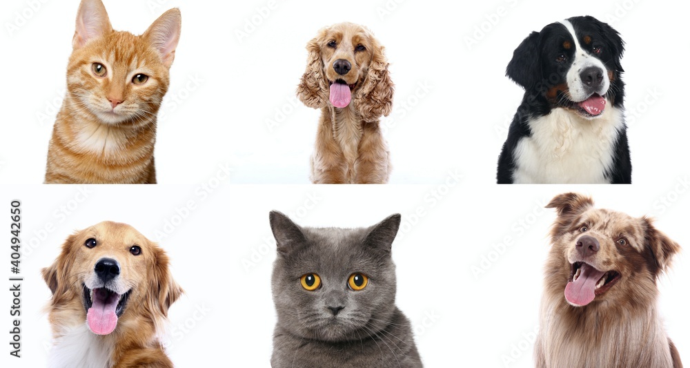 Lovely pets in front of a white background screen Lovely pets in front of a white background screen