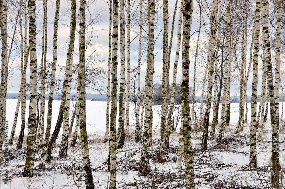 Fototapeta premium Birch trees in winter landscape