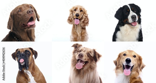 Beautiful dogs in front of a white background © Djomas