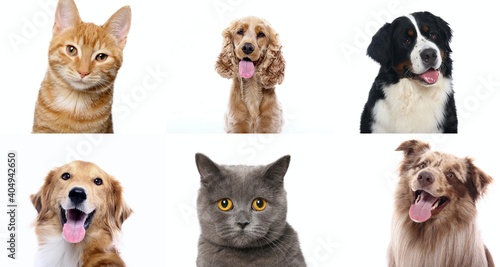 Lovely pets in front of a white background screen © Djomas