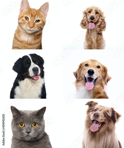 Fototapeta Naklejka Na Ścianę i Meble -  Lovely pets in front of a white background screen