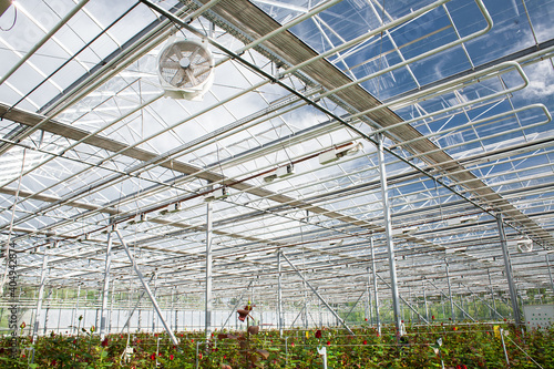 A flower farm where a large number of fresh flowers are grown