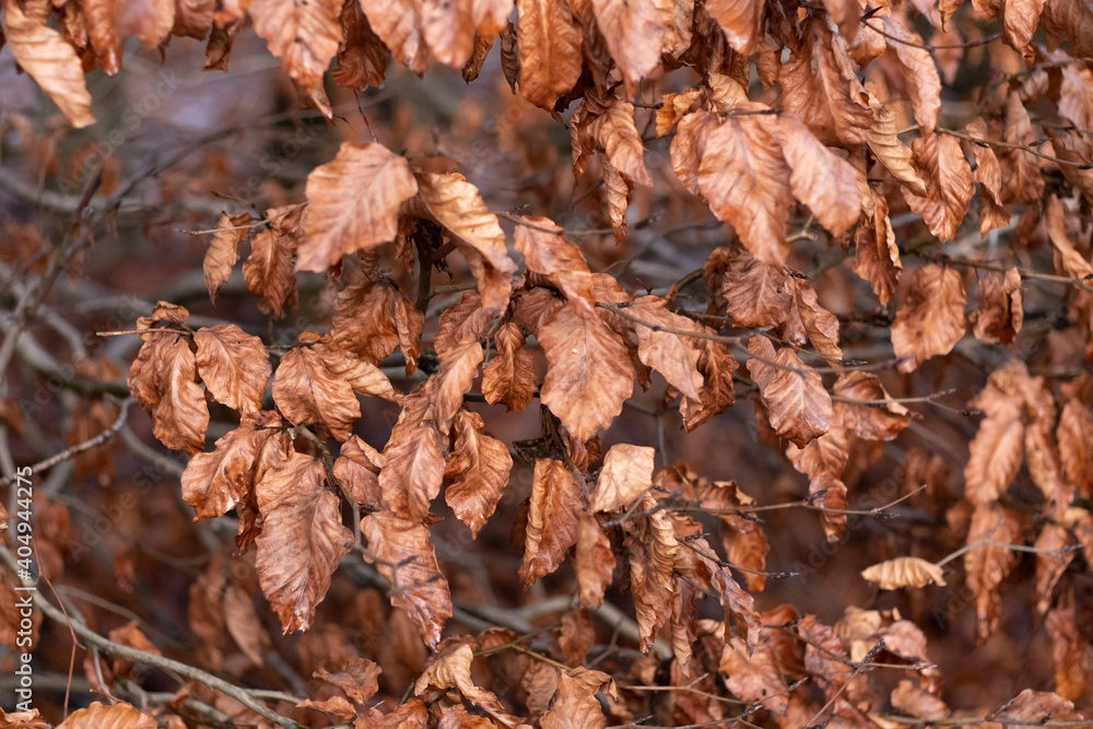 Brown leaves on trees during winter Brown leaves on trees during winter