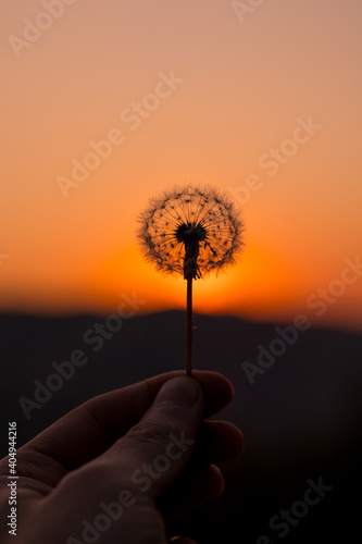 Dandelion in the sunset sky
