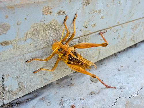 Caelifera or grasshopper standing on the ground photo