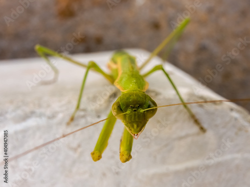 praying mantis insect leaning on a rock