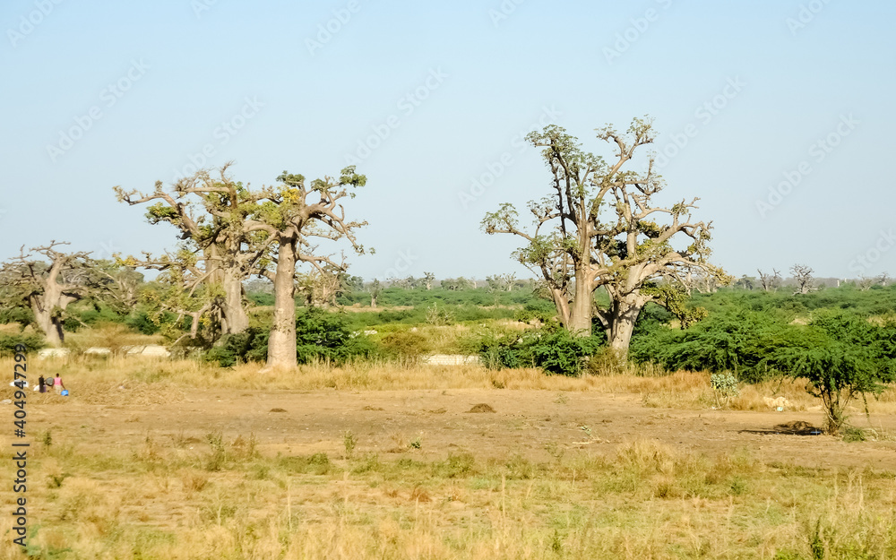 Giant baobabs from the Bandia nature reserve in Senegal Giant baobabs from the Bandia nature reserve in Senegal