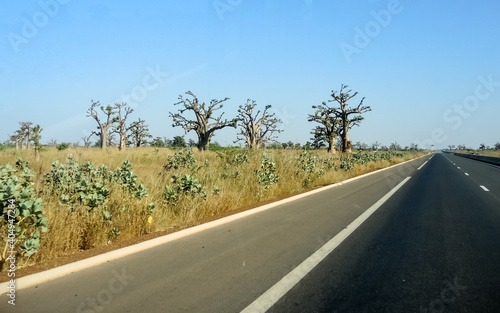 Wallpaper Mural Giant baobabs from the Bandia nature reserve in Senegal