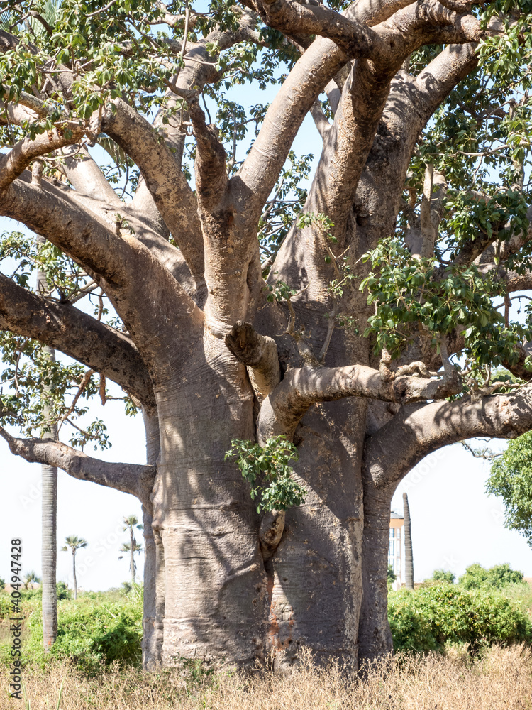 natural park of baobab trees in Senegal